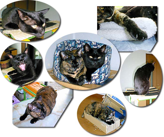 2001�N�̃x�X�g�V���b�g