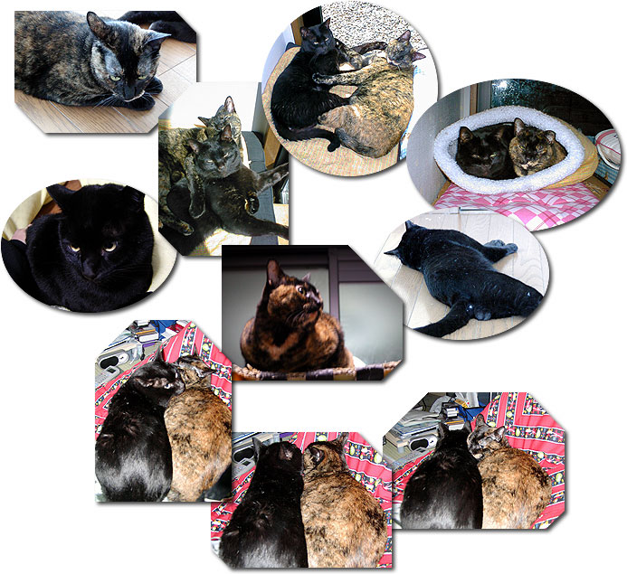 2002�N�̃x�X�g�V���b�g