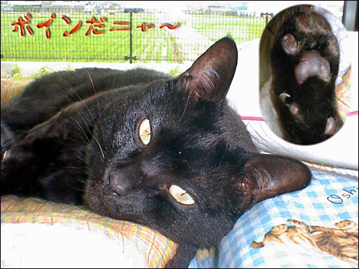 �{�C�����j���`