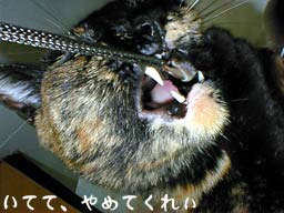 ���ĂāA��߂Ă��ꂡ