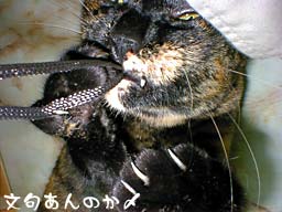 ���傠��̂��Y